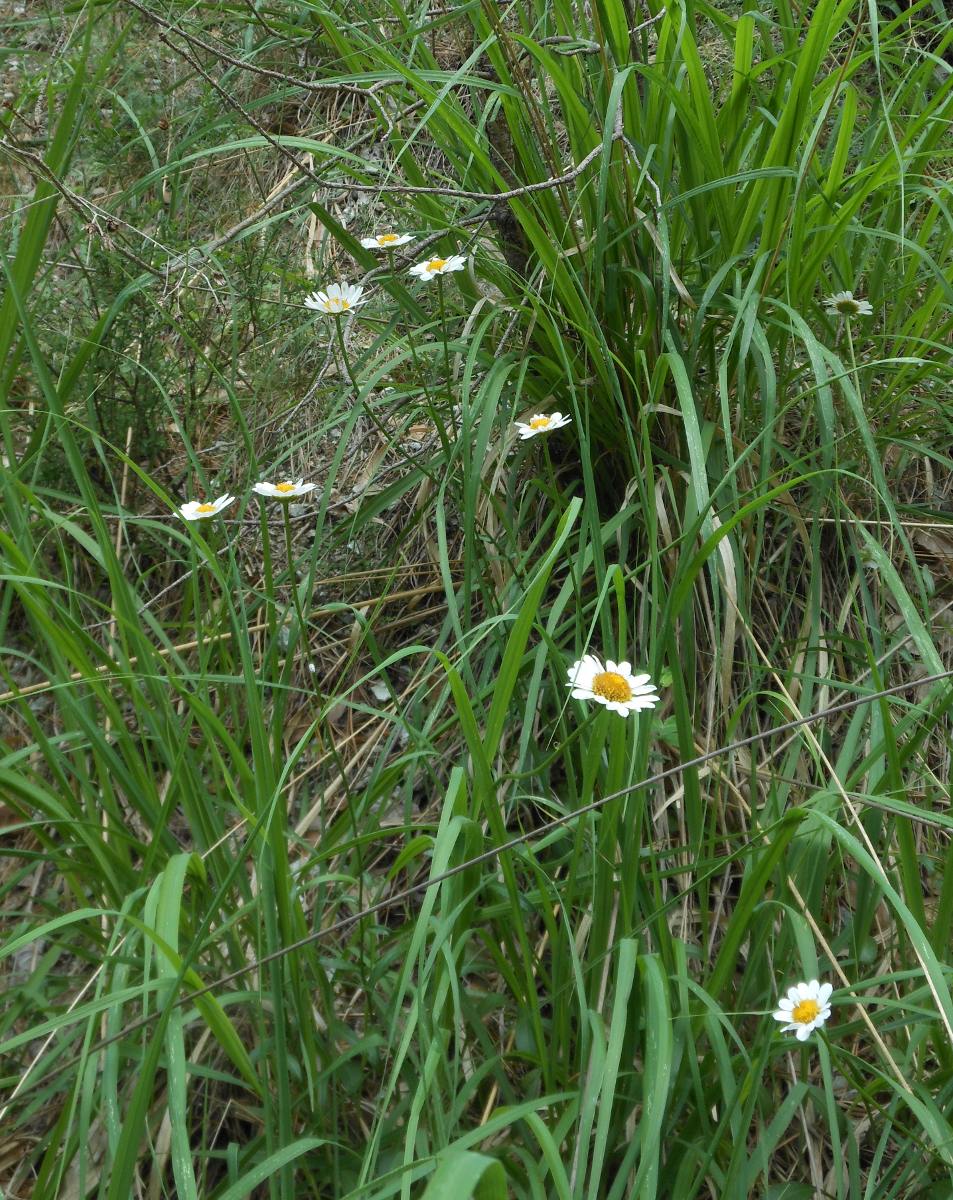 Leucanthemum pachyphyllum Marchi & Illuminati